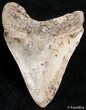 Inch Megalodon Tooth - Unusual Color #2498-2
